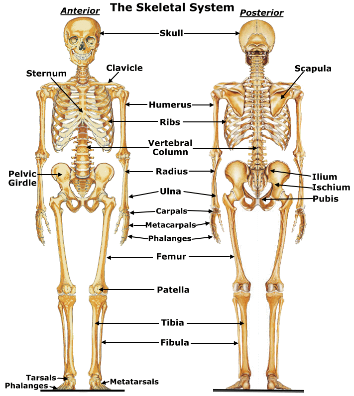 Skeletal System - Miss Bolender